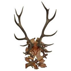 Antlers/Horns: European Royal Red Deer Antlers (Cervus elaphus hippalaphus), twelve point antlers, mounted upon a carved and pierced shield H120cm D64cm