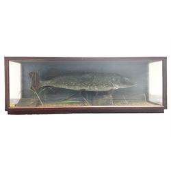Taxidermy: Cased Northern Pike (Esox lucius), by M.P. Harman, Taxidermy, Thanet, Kent, a large preserved skin mount set above a pebbled river bed with reeds and grasses, set against blue painted back drop, enclosed within a large three panel glass display case, L137cm D33cm H49cm 