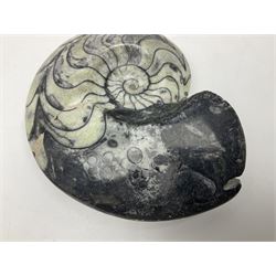 Polished Goniatite; Devonian period, H13cm, L16cm 