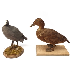 Taxidermy: Pair of Common Mergansers (Mergus merganser), full mounts, each upon naturalistic base, one example detailed with grasses, largest approximately H34cm, together with Coot and Duck, full mounts, duck upon rectangular wooden plinth, coot upon circular plinth detailed with moss and lichen. All on open display.