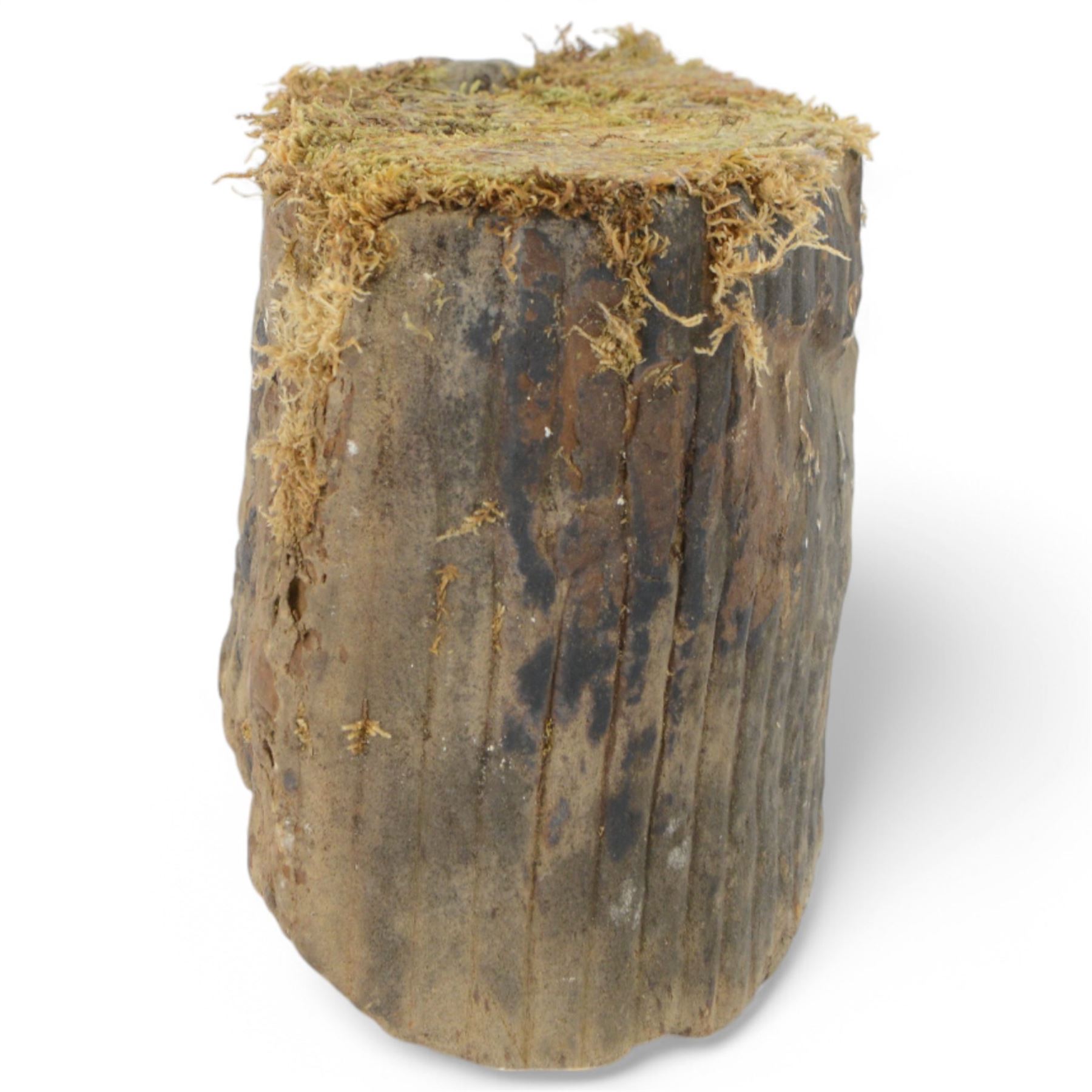 Petrified wood tree trunk/branch, sliced in cross-section with textured edge, H20cm