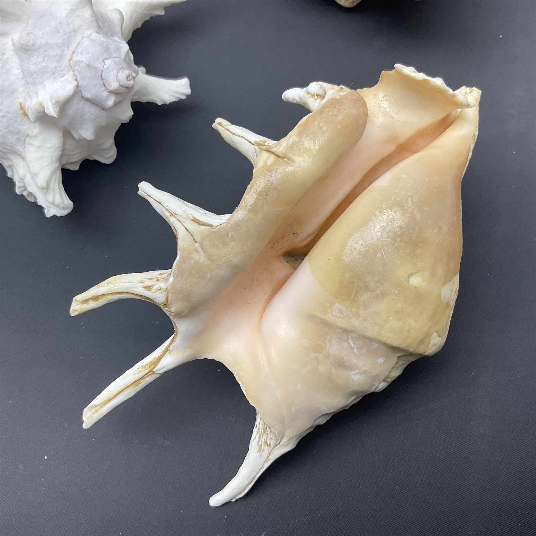 Conchology: selection of conch shells, to include horned examples, largest H17cm, L24cm