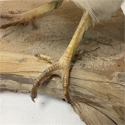 Taxidermy; pair of Common Pheasants (Phasianus Colchicus), white cock and hen adult mounts, upon a wooden base, H51cm  