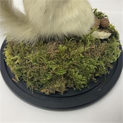 Taxidermy: Victorian albino Squirrel (Sciurus vulgaris), full mount adult, holding a hazelnut, upon naturalistic ground, enclosed beneath later glass dome with ebonised base, H32cm