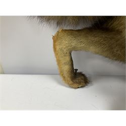 Taxidermy: Red Fox (Vulpes vulpes), full adult in a crouching position, L78cm 