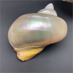Conchology: selection of shells, including gold pearl oyster shell, mother of pearl turbo marmaratus shell, Cypraecassis Rufa red helmet shell, Mitre shell, Paua shell and others, largest D19cm