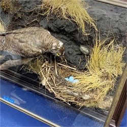 Taxidermy: 20th century cased Cuckoo (Cuculus canorus), looking over a birds nest containing faux eggs, set against a naturalistic backdrop detailed with roots, moss and grass, enclosed within a five pane display case upon frame mount, with taxidermist paper label verso detailed David Astley Taxidermist, H32cm L47cm D19cm 