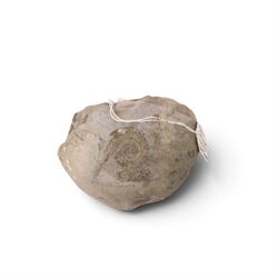 Fossil collections; including ray finned fossilised fish, ammonites Gryphaea, etc  