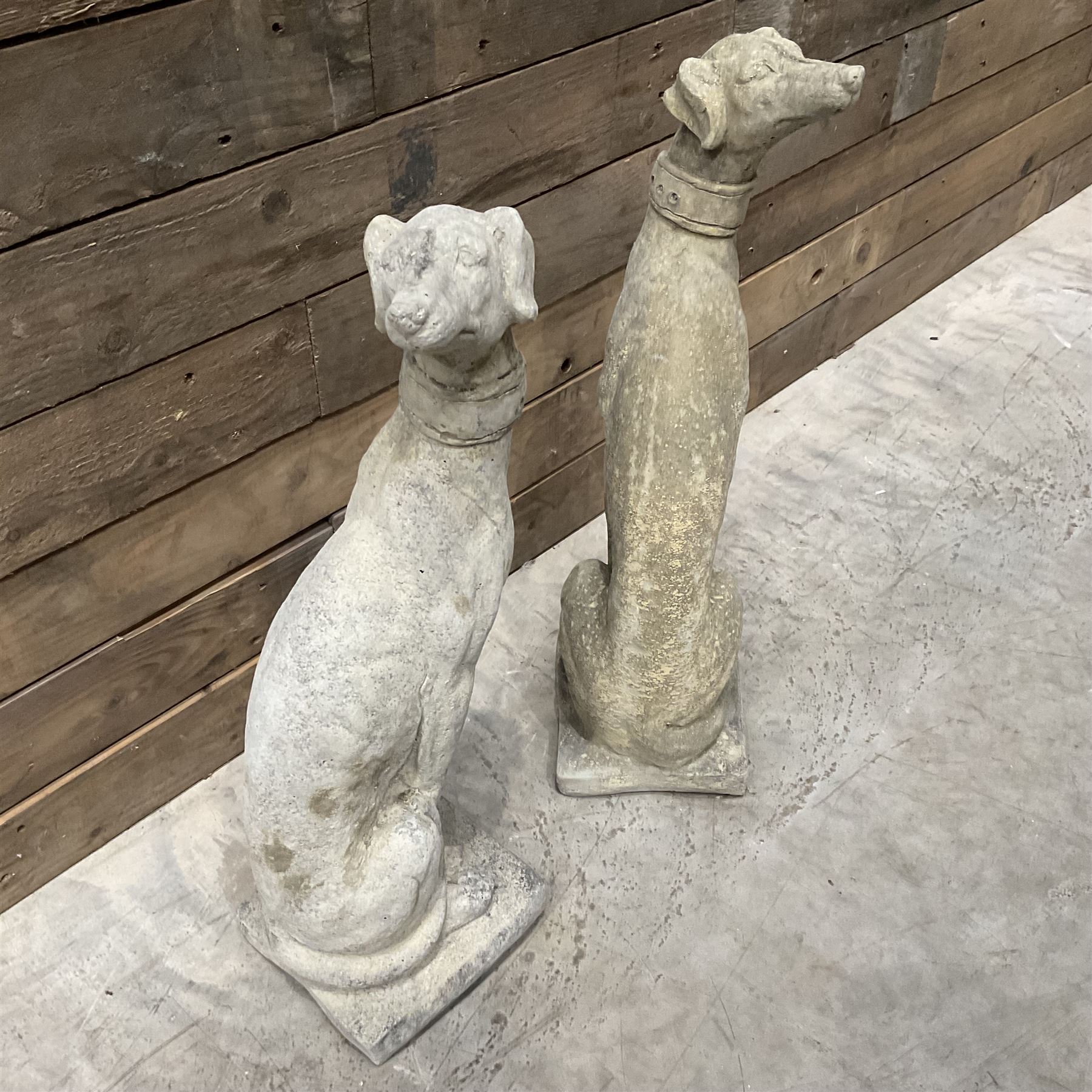 Pair of small cast stone seated Whippets with collars, on square plinths