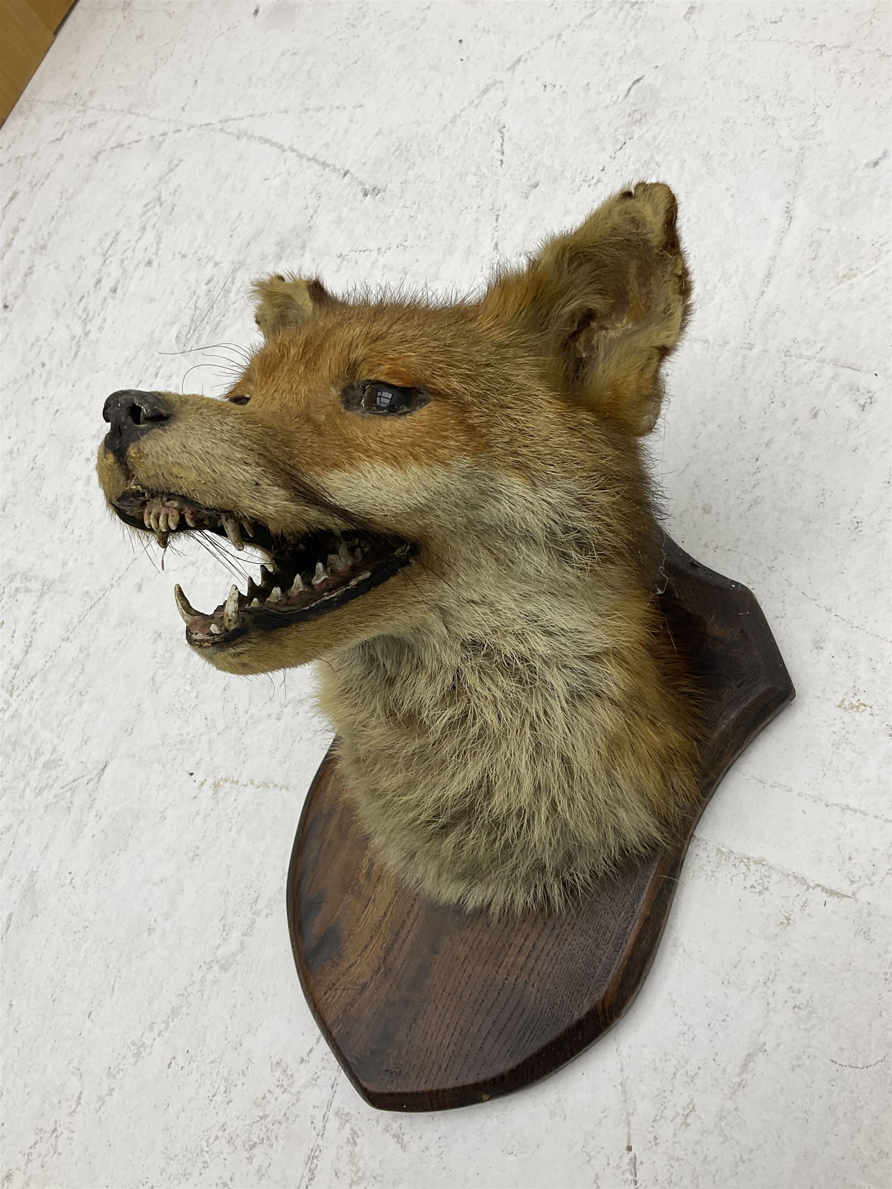 Taxidermy; Red fox mask (Vulpes vulpes), an adult head mount looking straight ahead, with mouth open bearing teeth, mounted upon a oak shield, H30cm 
