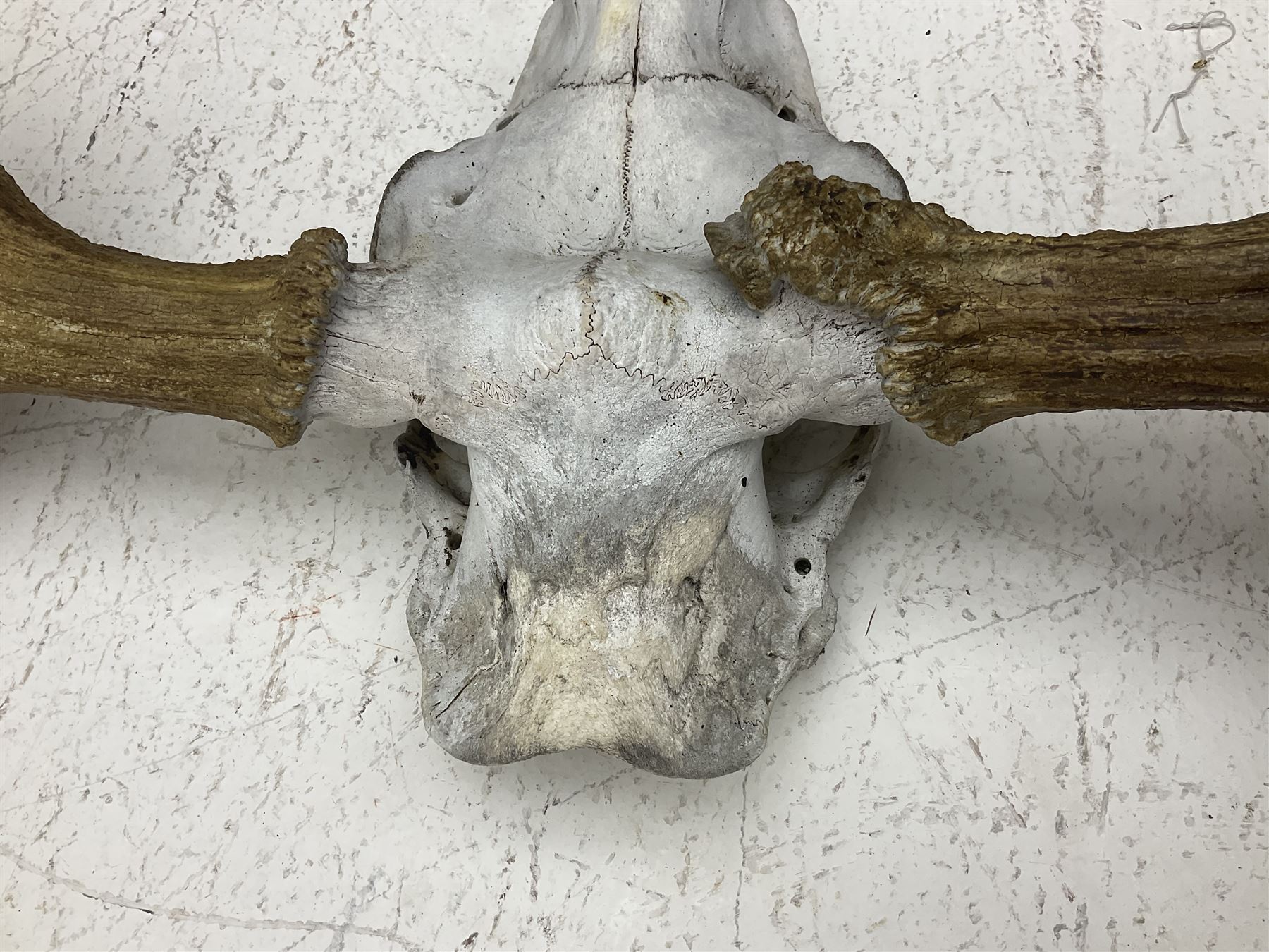 Antlers/Horns:Set of European Moose Antlers (Alces alces), a large set of adult bull Moose antlers on upper skull, widest span 114cm