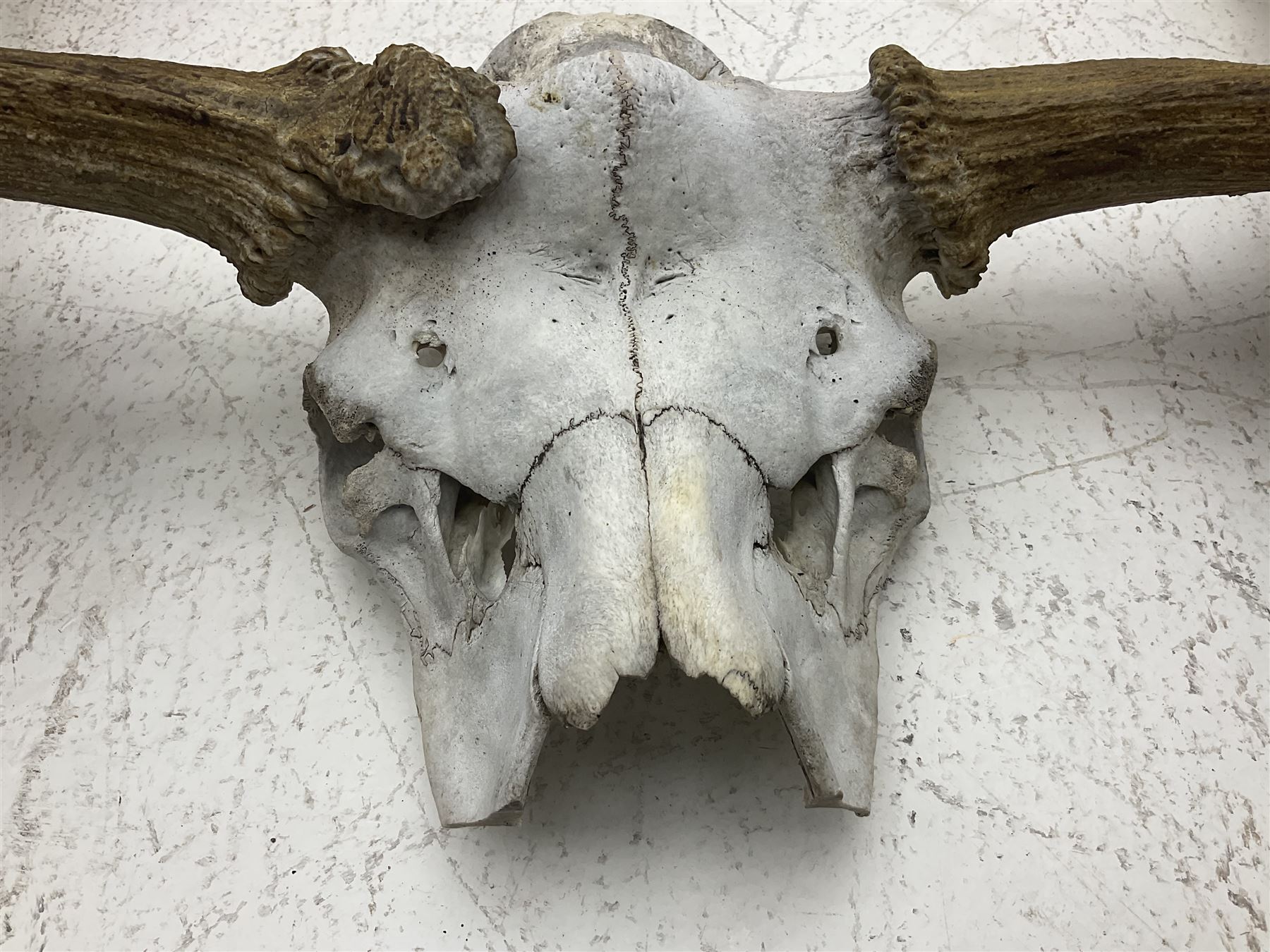 Antlers/Horns:Set of European Moose Antlers (Alces alces), a large set of adult bull Moose antlers on upper skull, widest span 114cm