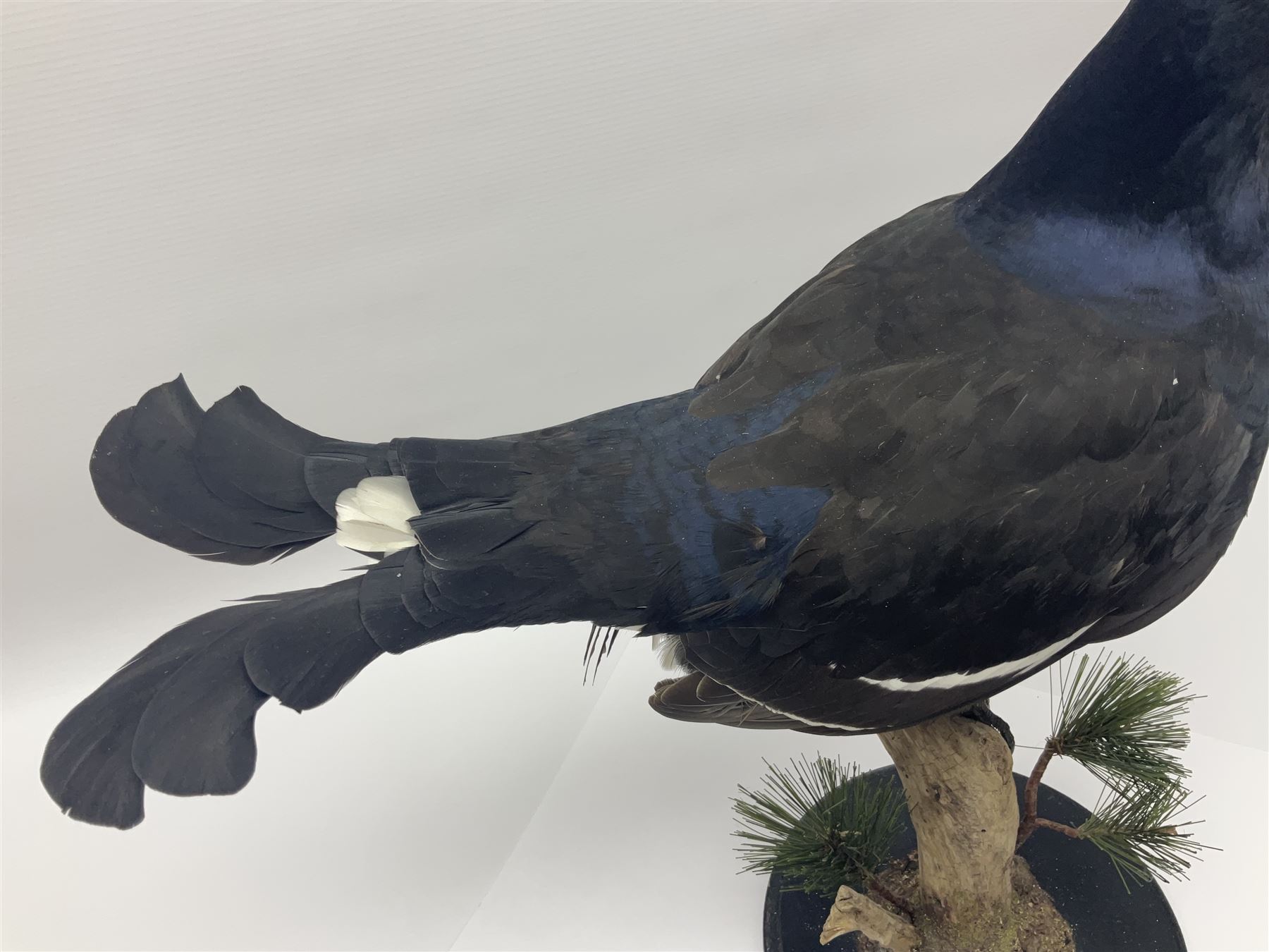 Taxidermy: Black Grouse (Lyrurus tetrix), full mount adult cockbird, open display perched upon a branch, H48cm