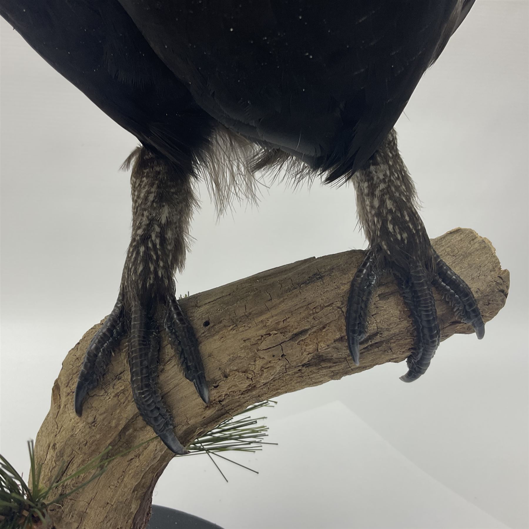 Taxidermy: Black Grouse (Lyrurus tetrix), full mount adult cockbird, open display perched upon a branch, H48cm