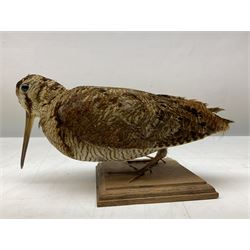 Taxidermy: Two Woodcock (Scolopax rusticola), both adult mounts on open display upon wooden bases, tallest example H22cm 