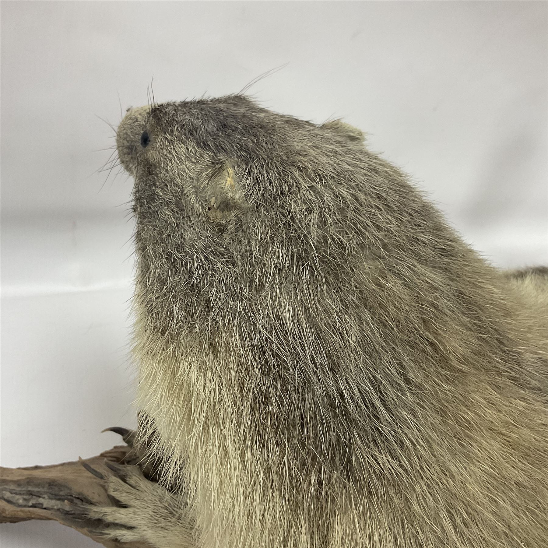 Taxidermy: Alpine Marmot (Marmota marmota), full adult mount stood upon a wooden base, H29cm 