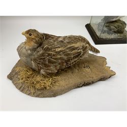 Taxidermy: Female green-winged teal duck (Anas carolinensis), on open display upon tree mount detailed with moss H15.5cm, together with gray partridge (Perdix perdix), on open display upon tree mount detailed with moss, H16cm and a cased young guillemot, standing on a naturalistic base, encased within a five pane display case, H27cm. 