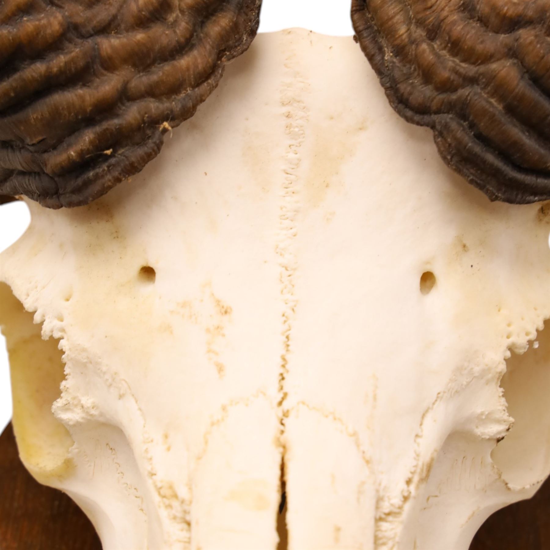 Antlers/Horns - European Mouflon (Ovis aries musimon), set of adult Mouflon ram horns on upper skull, mounted upon a pedestal wall shield, D38cm 