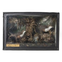 Taxidermy: Pair of Victorian White-throated Dippers (Cinclus cinclus), circa 1890, pair of...
