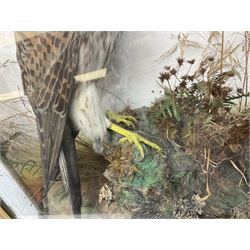 Taxidermy; Victorian cased bird diorama,  pair of Kingfishers (Alcedo Athis) adult mounts and Kestrel (Falco tinnunculus) adult mount, in a naturalistic setting with one kingfisher in flight, encased within a three pane display case, H45cm, L72cm