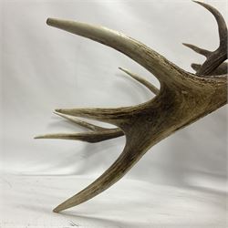 Taxidermy: Red Deer (Cervus elaphus), adult male imperial stag shoulder mount looking straight ahead, eleven point antlers, mounted upon a shaped wooden shield, D65cm