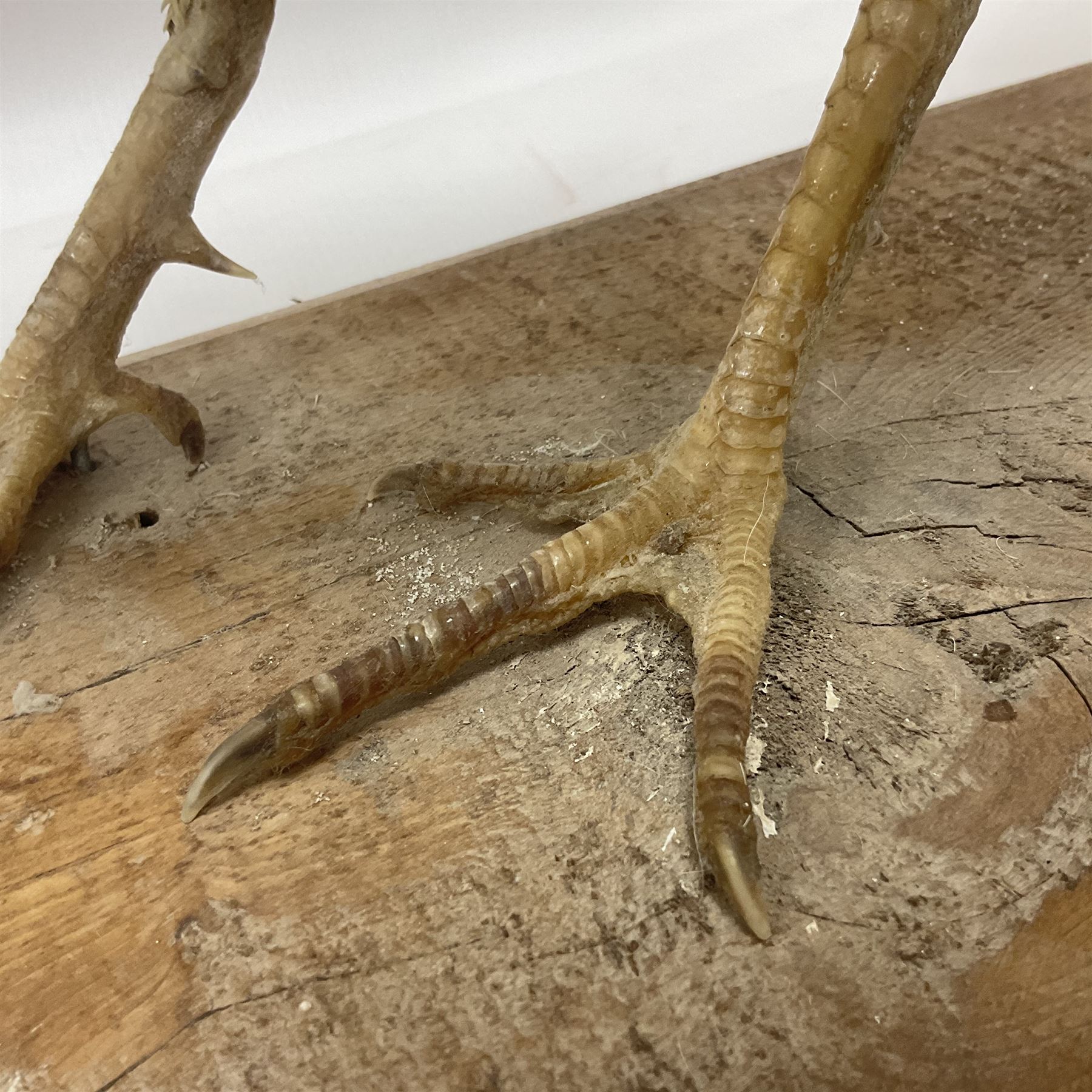 Taxidermy; pair of Common Pheasants (Phasianus Colchicus), white cock and hen adult mounts, upon a wooden base, H51cm  