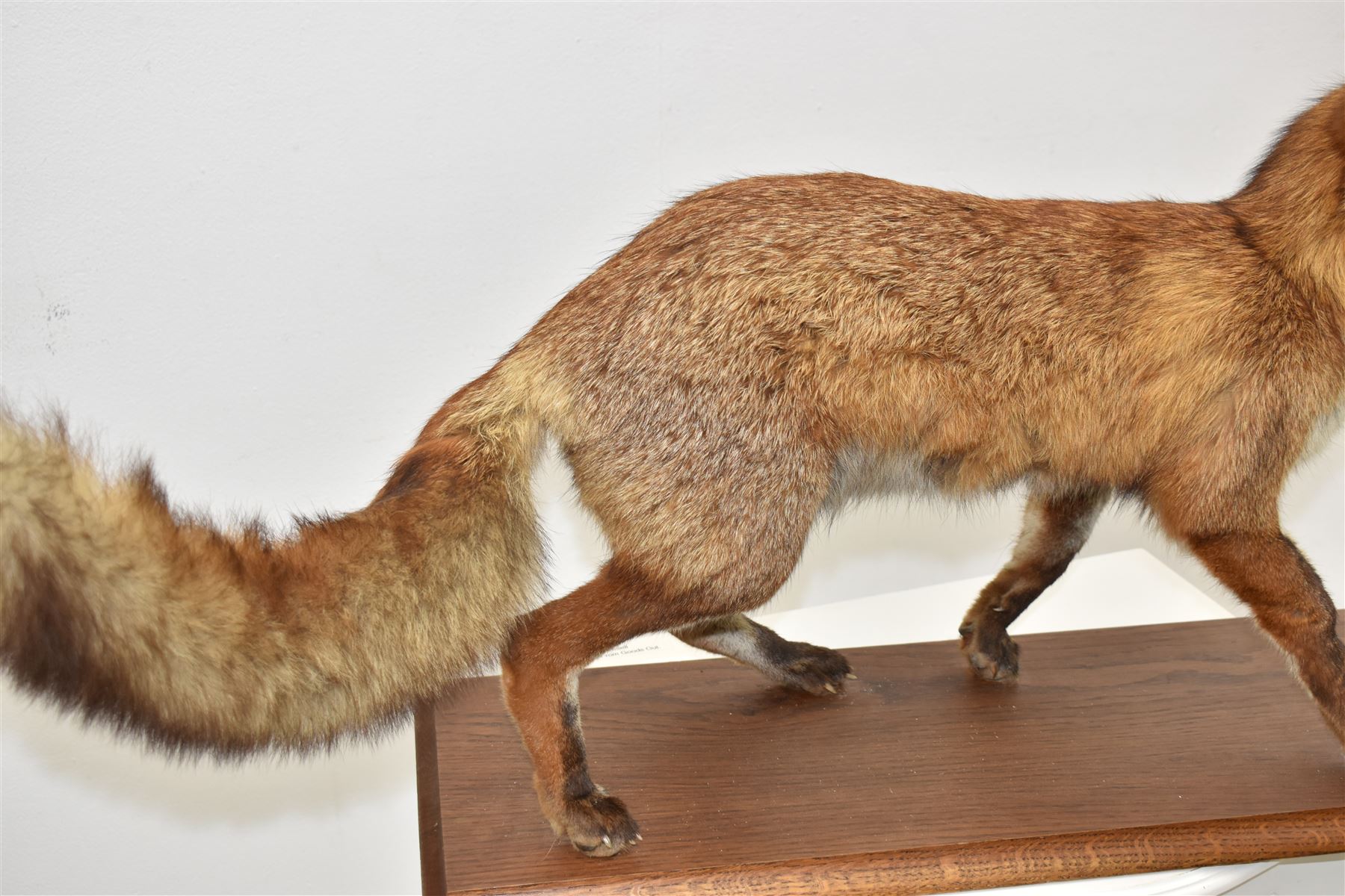 Taxidermy: Red Fox (Vulpes vulpes), full adult mount stood with mouth agape and mounted on an oak stepped plinth, H49cm
