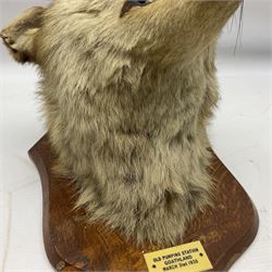 Taxidermy; Red Fox Mask (Vulpes vulpes) by Peter Spicer & Sons, Leamington, head turned to the left in snarling pose on oak shield with plaque 'Old Pumping Station Goathland March 31st 1933'