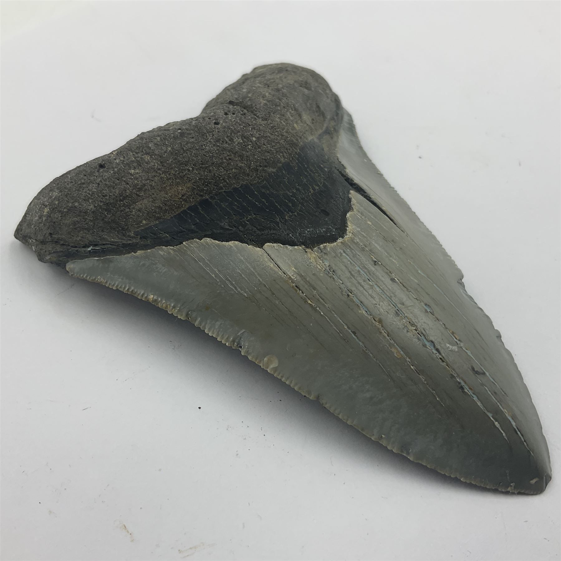 Megalodon (Otodus Megalodon) tooth fossil, age; Miocene period, H9cm, W7cm