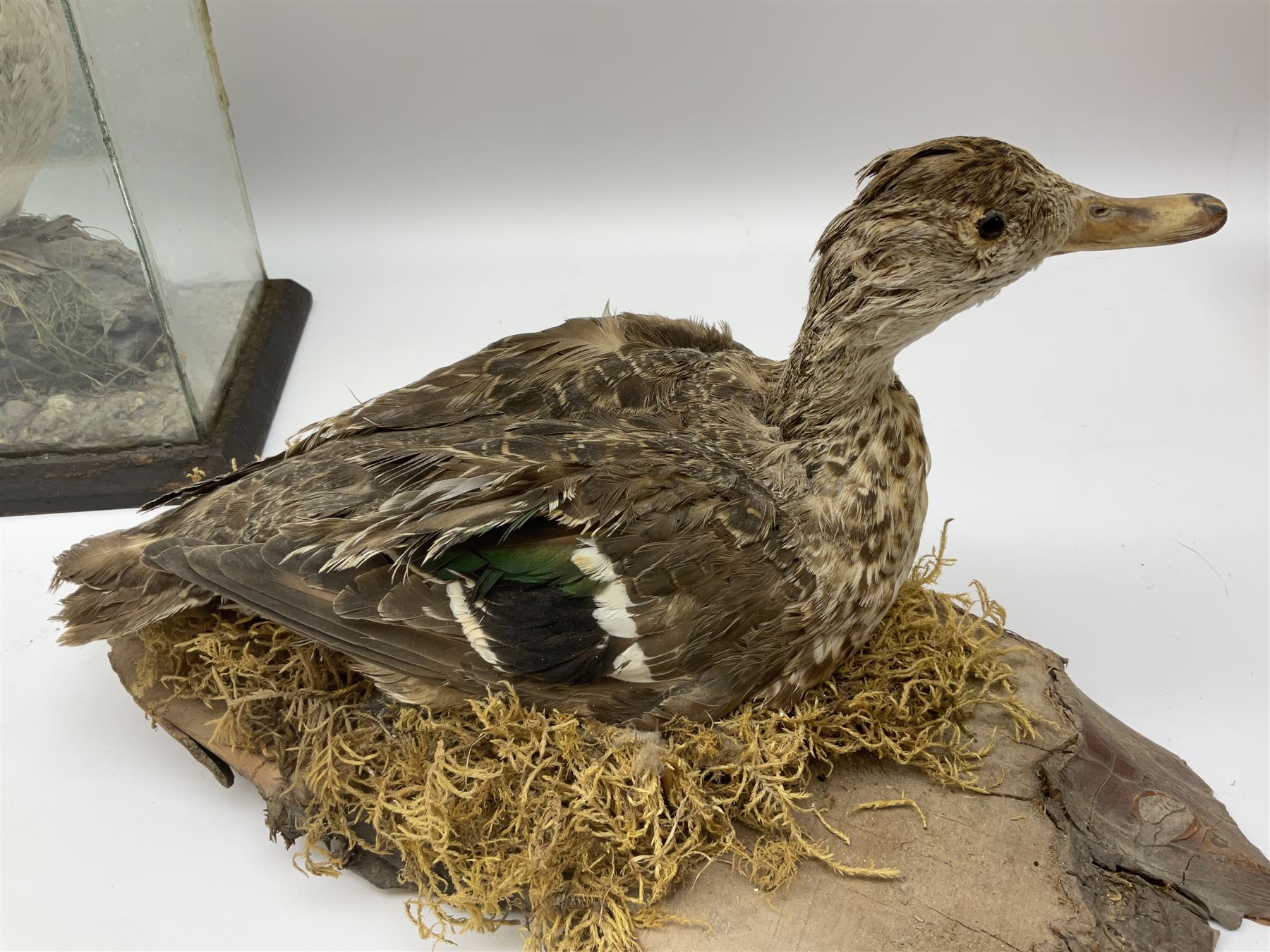 Taxidermy: Female green-winged teal duck (Anas carolinensis), on open display upon tree mount detailed with moss H15.5cm, together with gray partridge (Perdix perdix), on open display upon tree mount detailed with moss, H16cm and a cased young guillemot, standing on a naturalistic base, encased within a five pane display case, H27cm. 