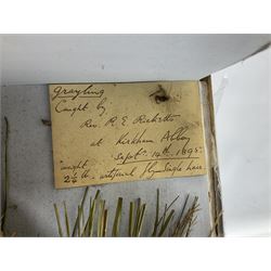 Taxidermy: Grayling (Thymallus thymallus), preserved by John Cooper & Sons, 28 Radnor Street, St Luke's, London, skin mount set above a pebbled river bed with reeds and grasses, set against blue painted back drop, with inscription 'Grayling caught by Rev R.S. Ricketts at Kirkham Bridge Sept 14th 1895, artificial fly - single hair' L57cm H29cm 