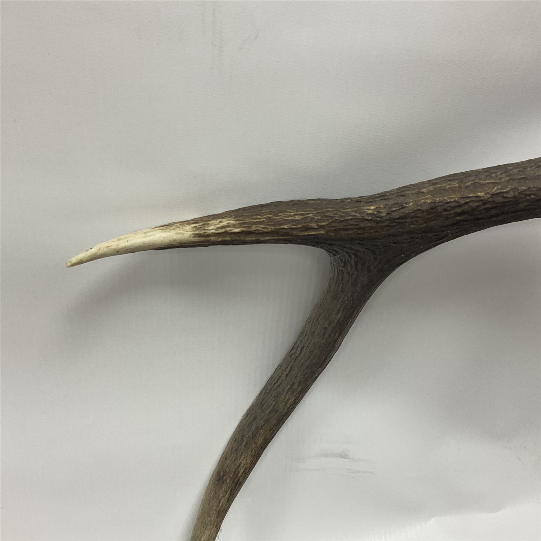 Taxidermy: Red Deer (Cervus elaphus), adult male imperial stag shoulder mount looking straight ahead, ten point antlers, mounted upon a shaped wooden shield, D65cm