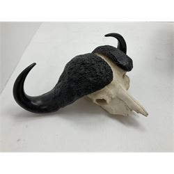 Antlers/Horns: Cape Buffalo Skull (Syncerus caffer caffer), adult horns, approximately H46cm L82cm