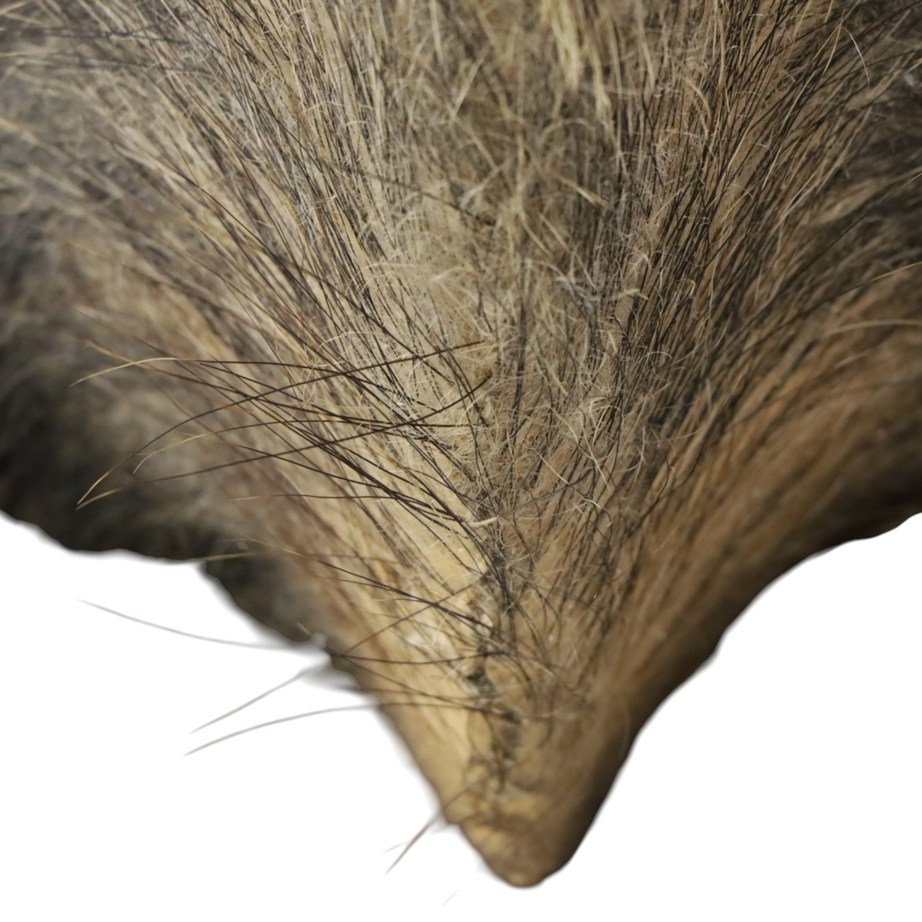 Taxidermy - Wild Boars head on oak wall shield H65cm