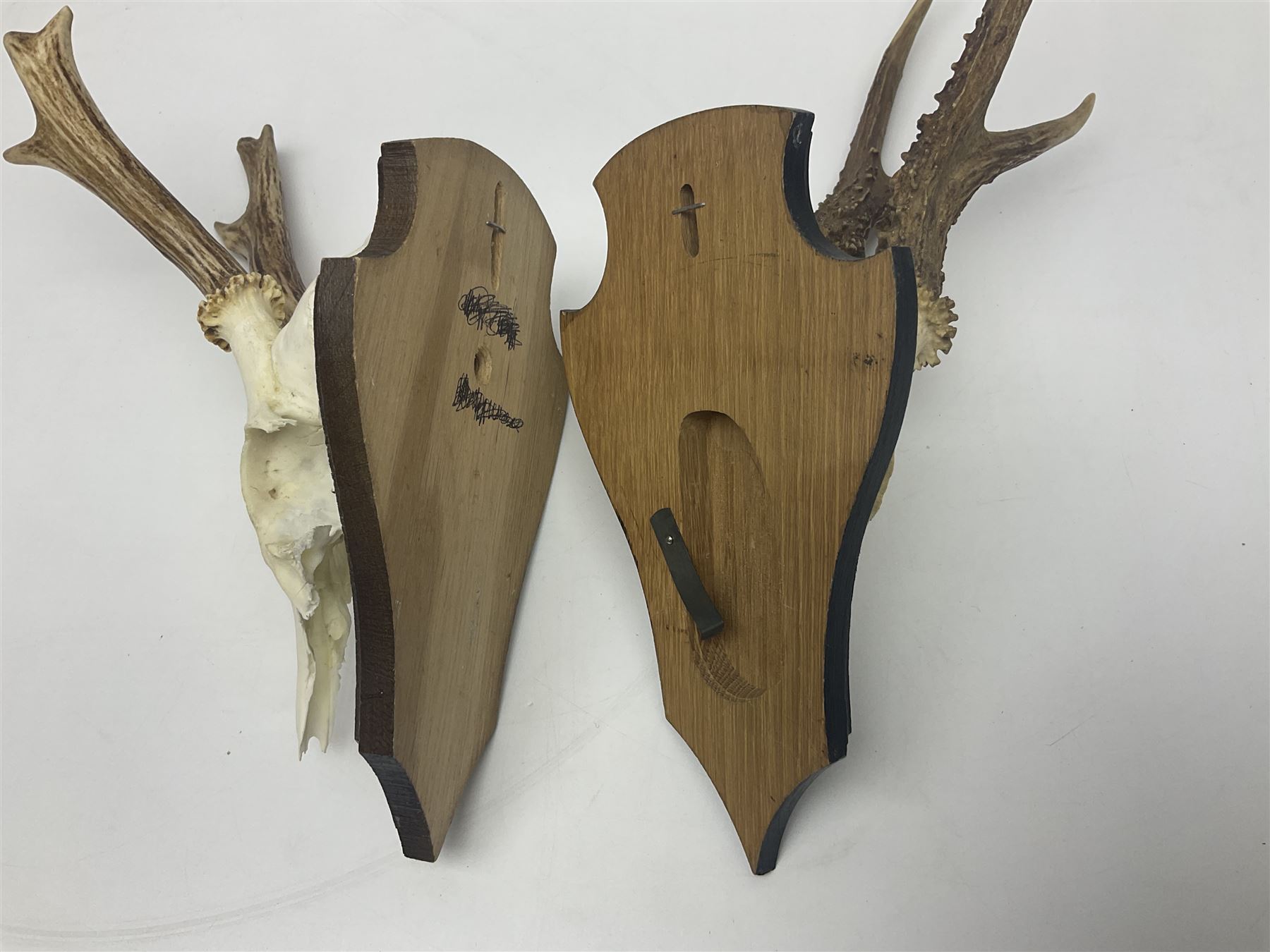Antlers/Horns: Roe Deer (Capreolus capreolus) ten pairs of roe deer antlers mounted upon wooden shields, shield H20cm 