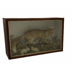 Taxidermy: cased display comprising, Red Fox (Vulpes vulpes) with four rabbits (Oryctolagus cuniculus) and weasel (Mustela) on a naturalistic base with blue backdrop, enclosed within a single pane display case, H69cm, W110cm, D38cm. 