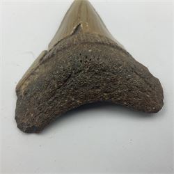 Megalodon (Otodus megalodon) tooth fossil, age; Miocene period, H6cm, W6cm