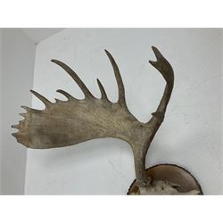 Antlers/Horns: North American Moose Antlers (Alces alces), adult bull moose antlers upon tree section plaque, overall approximately H95cm L135cm