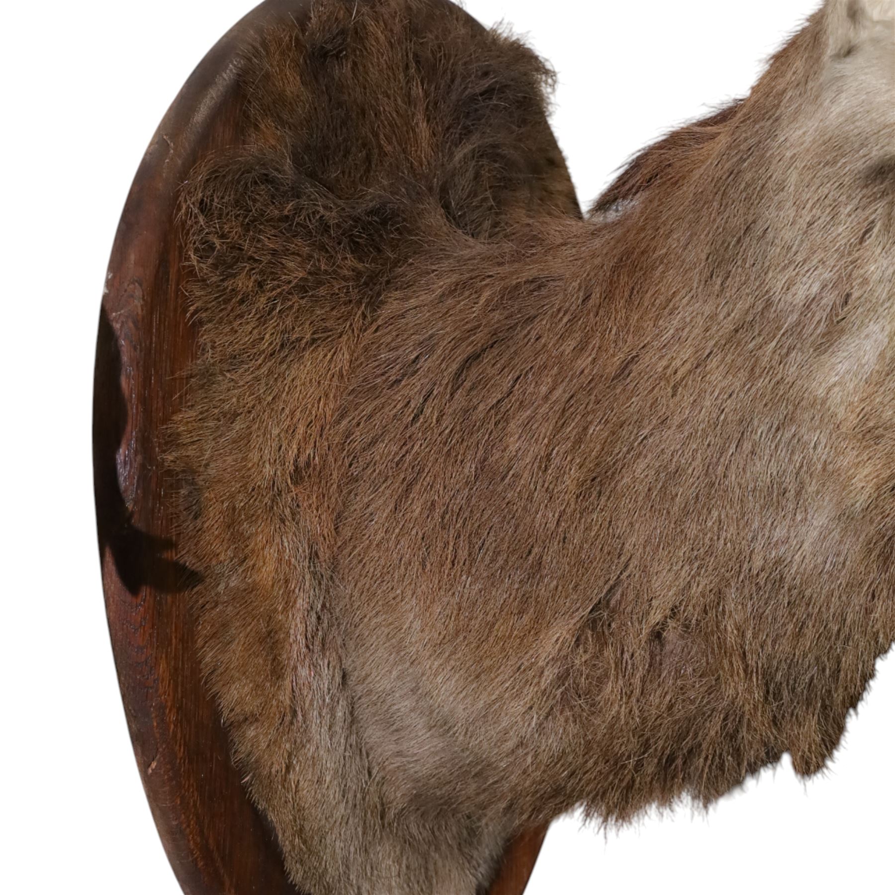 Taxidermy: Red Deer (Cervus elaphus), an adult stag shoulder mount with head turning to the right, mounted upon a wooden shield, D76cm