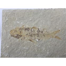 Four fossilised fish (Knightia alta) each in an individual matrix, age; Eocene period, location; Green River Formation, Wyoming, USA, largest matrix H9cm, L12cm