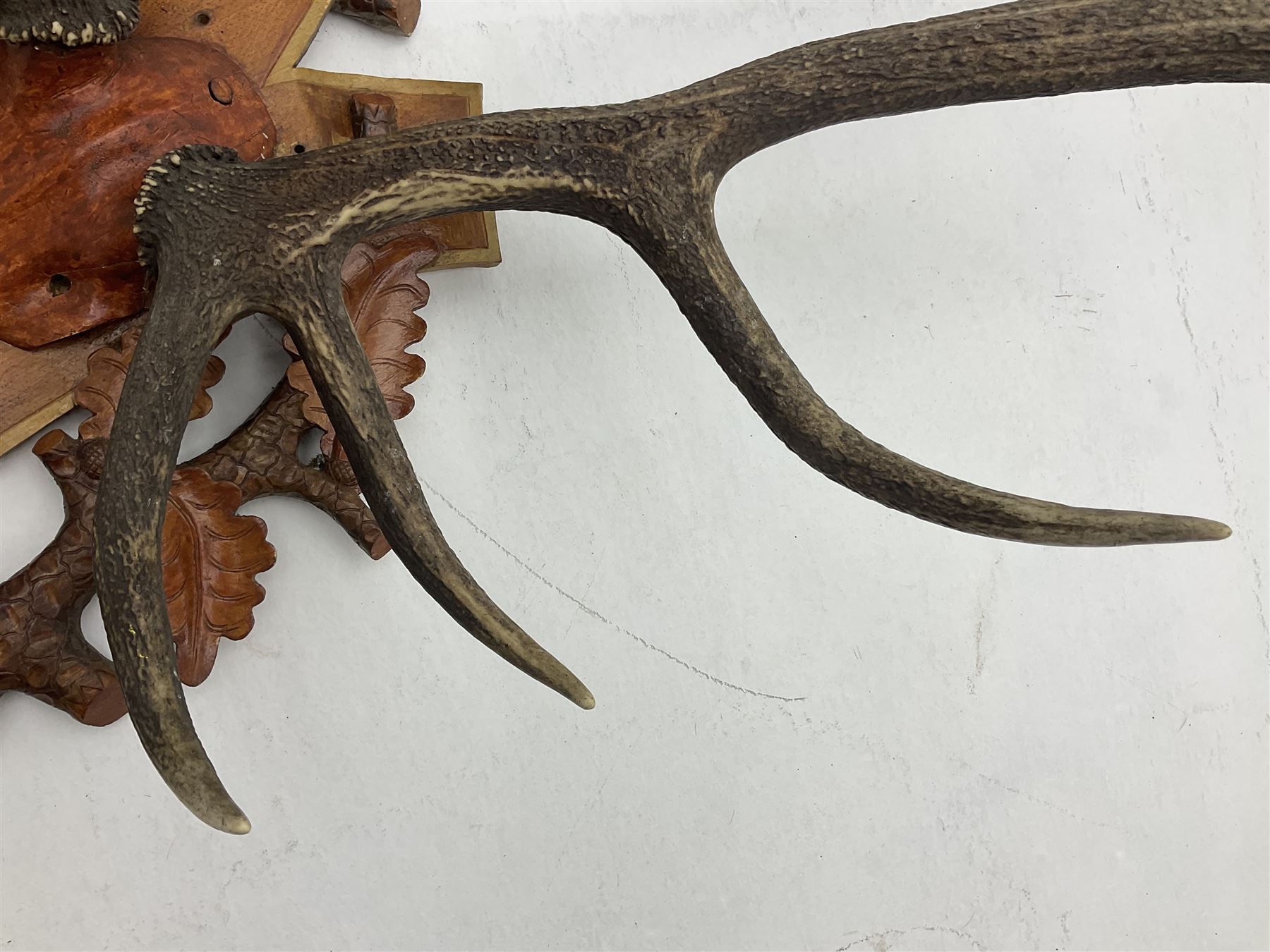 Antlers/Horns: European Royal Red Deer Antlers (Cervus elaphus hippalaphus), twelve point antlers, mounted upon a carved and pierced shield H120cm D64cm