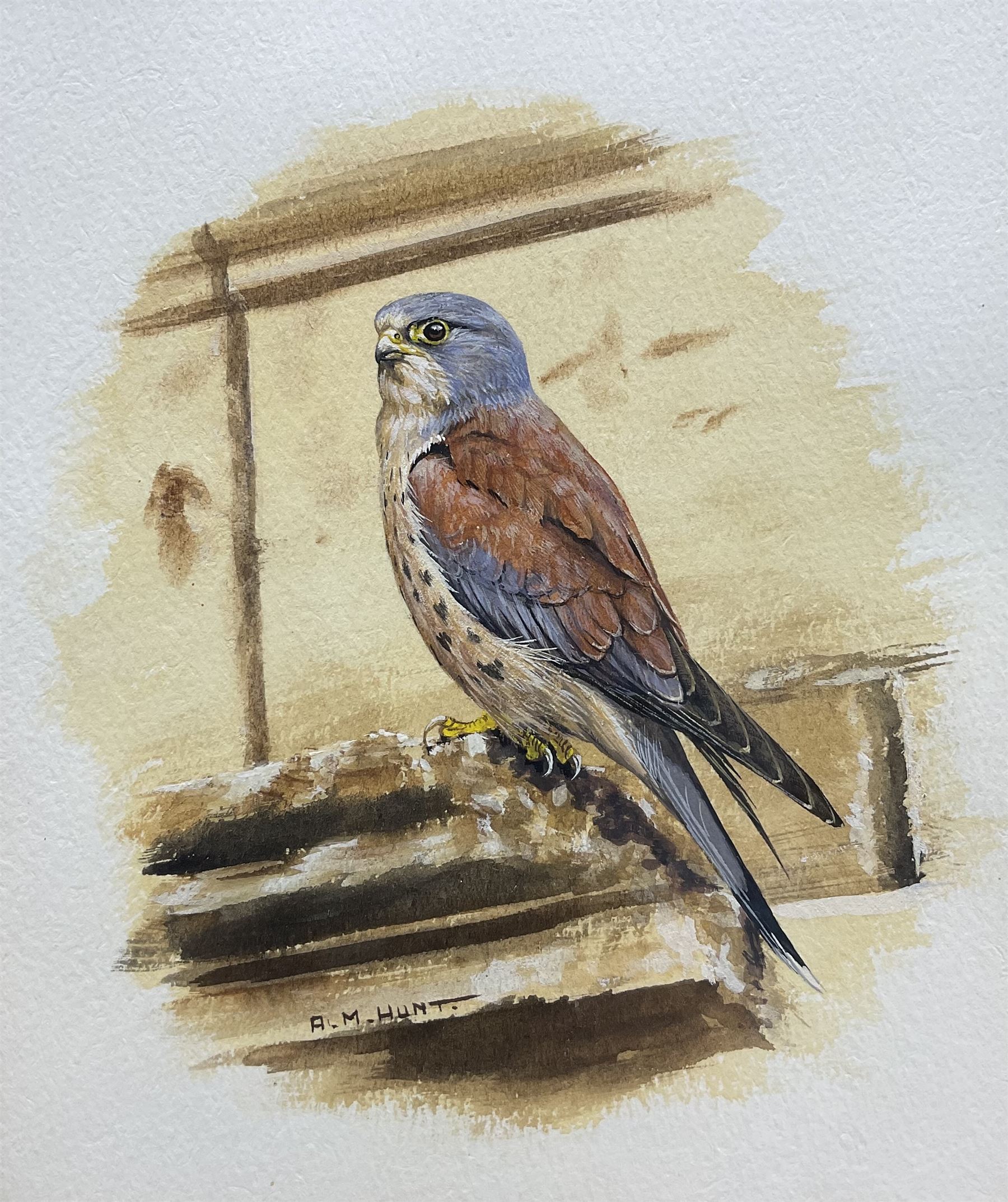 Alan M Hunt (British 1947-): Kestrel, gouache signed 18cm x 15cm 