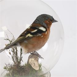 Taxidermy; Chaffinch (Eurasian chaffinch), full adult mount perched upon a branch, with a mossy ground, within a modern glass dome, H18cm