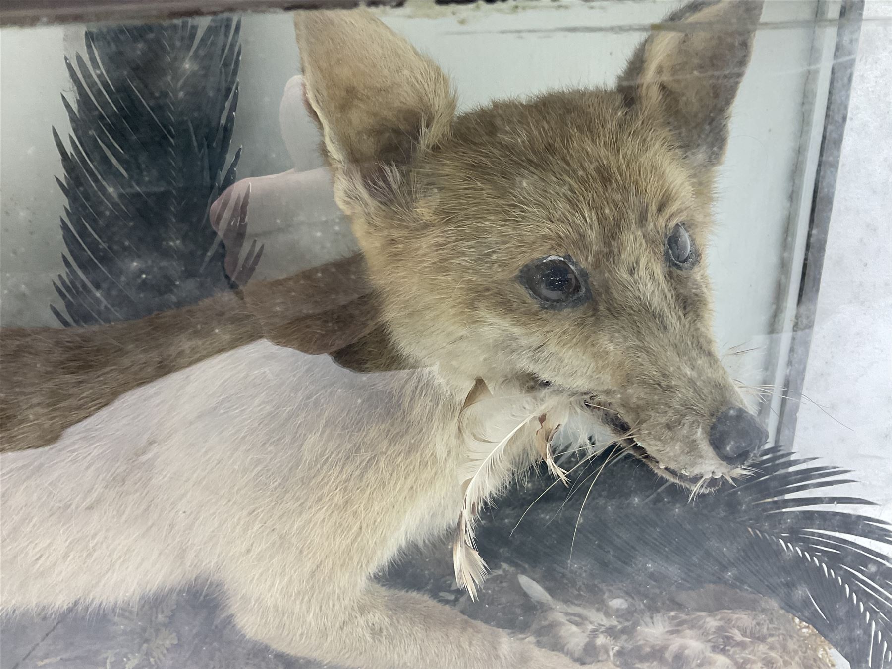 Taxidermy: 19th century cased display Red Fox (Vulpes vulpes) with pray, weasels (Mustela), Great Crested Grebe (Podiceps cristatus), and other birds in a naturalistic setting against a painted backboard, encased within an ebonised three pane display case, H56cm D38cm W113cm