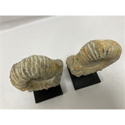 Pair of ammonite fossils, each individually mounted upon a rectangular wooden base, age; Cretaceous period, location; Morocco, H21cm