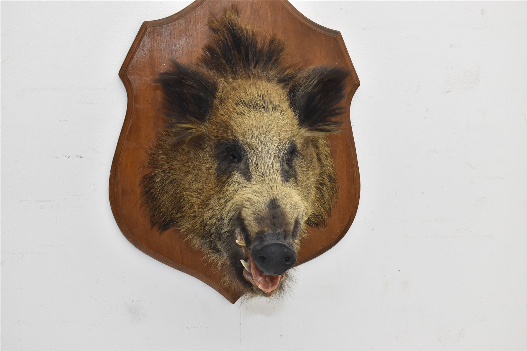 Taxidermy: European Wild Boar (Sus scrofa), adult male neck mount looking straight ahead, upon a wooden shield D45cm