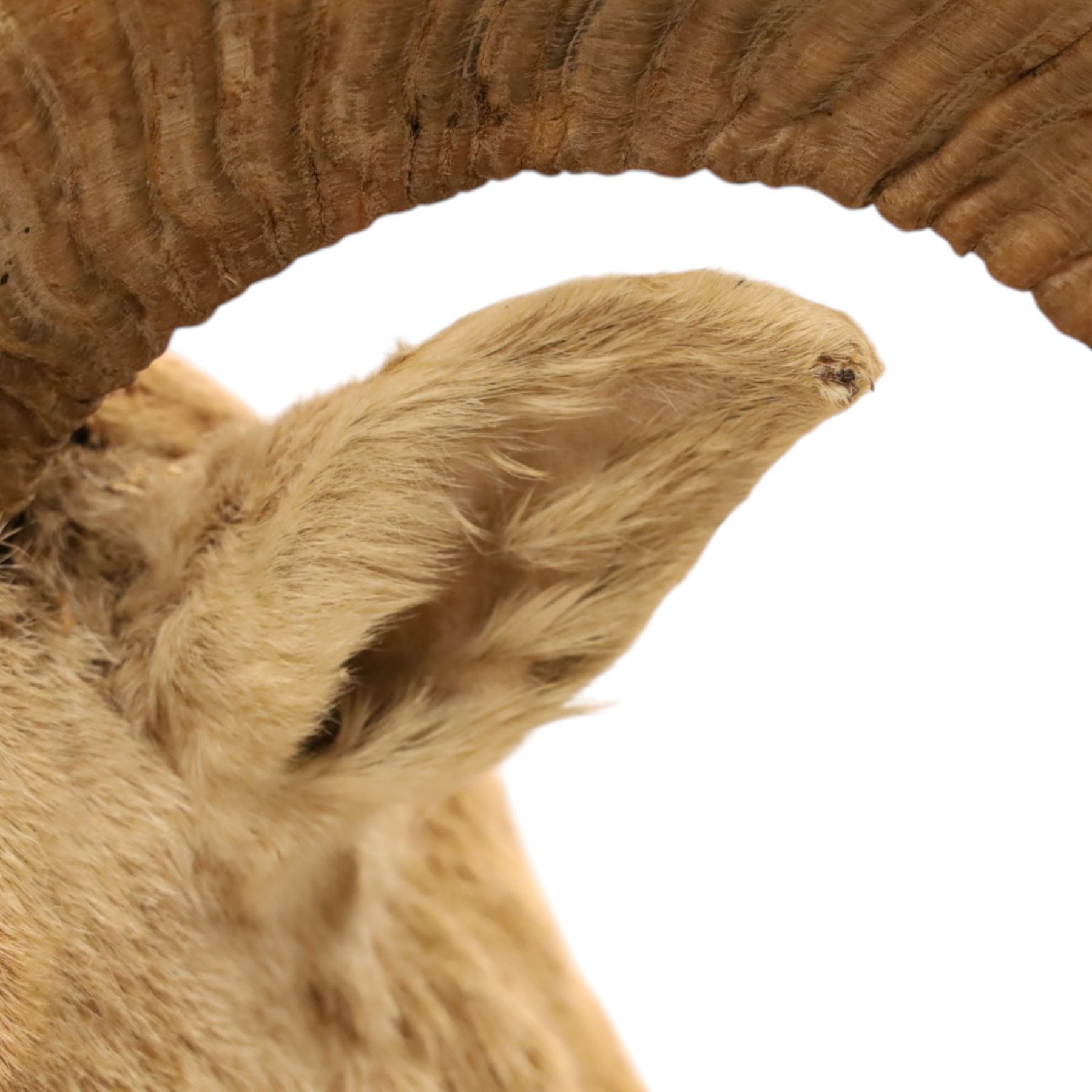 Taxidermy - Mouflon Ram (Ovis gmelini), full adult male mount on open display with front legs raised on naturalistic stand, on raised wooden base, overall W110cm H118cm 
