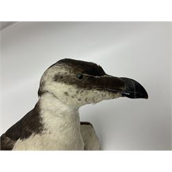 Taxidermy: Razorbills (Alca torda), full mount adult, with wings outstretched, upon a wooden base, H33cm