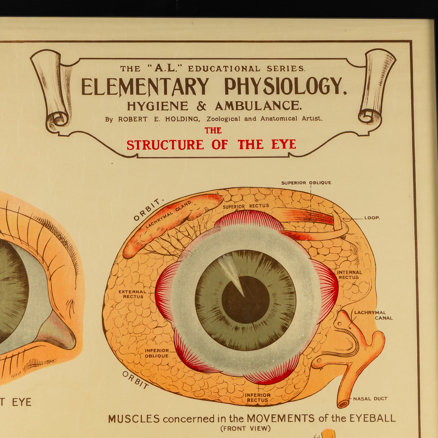 Complete set of eight 'AL Educational Series Elementary Physiology Hygiene and Ambulance' medical posters by Robert R Holding (Zoological and Anatomical artist), published by E J Arnold & Son Ltd of Leeds, Glasgow and Belfast, all framed