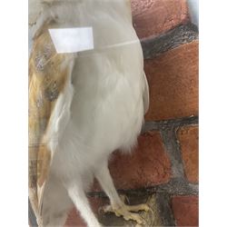 Taxidermy: Wall Mounted Barn Owl (Tito alba), dated 2001, by David Astley, Taxidermist, York, a high quality full mount adult male with head turning to the right, perched upon a short wooden beam, set against a faux brick back drop, width 50cm x height 55cm overall, bearing taxidermist's full paper trade label verso.
with Cites Article 10 (non transferable) licence no.24GBA102LOMN1 Cause of death RTA - 2001. This specimen would require a re-export licence to export from the UK, an import permit would be required into your chosen country, this is the responsibility of the buyer alone, David Duggleby Auctioneers and Valuers do not offer any onward re-export or import licences.